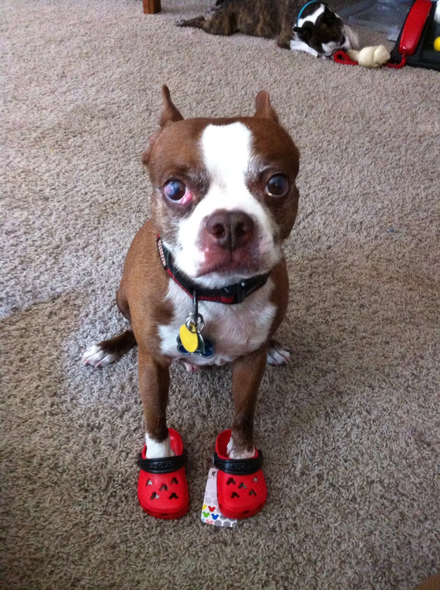 Cute Crocs Pup